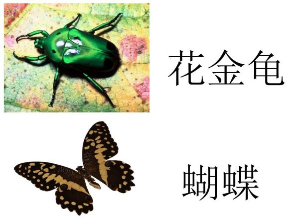 常见昆虫图片名称.ppt_第3页