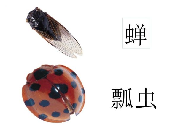 常见昆虫图片名称.ppt_第4页