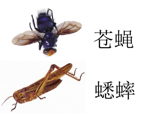 常见昆虫图片名称.ppt_第5页