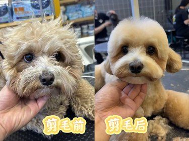 剪完换了一只狗[笑哭]