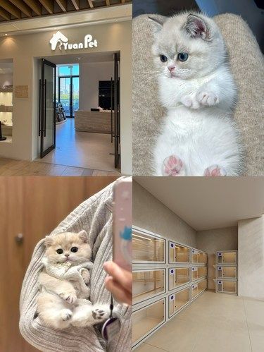 猫咪爱好者的宝藏聚集地