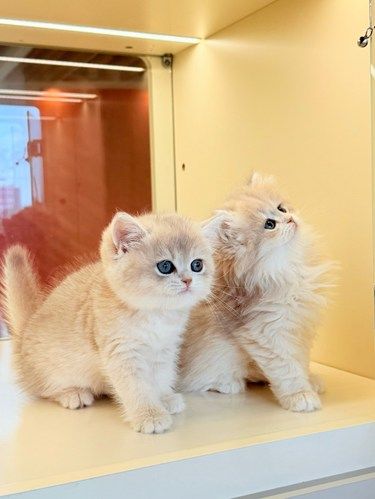 在宁波!我的宝藏猫舍!