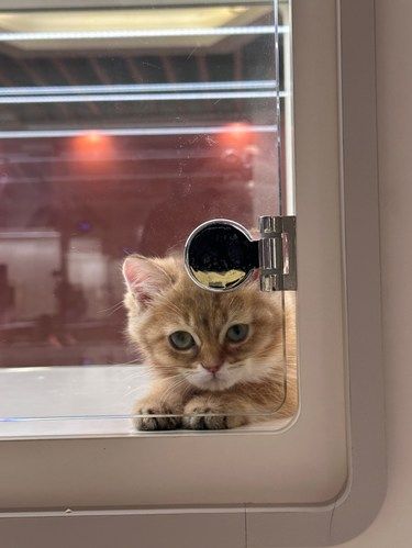 爱狗爱猫人士进