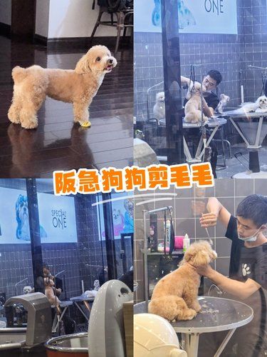 隔着玻璃云监工!乖乖小狗被拿捏全程治愈✨