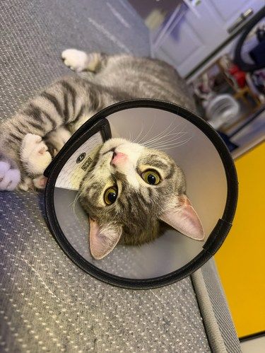 猫咪的“头套日记”