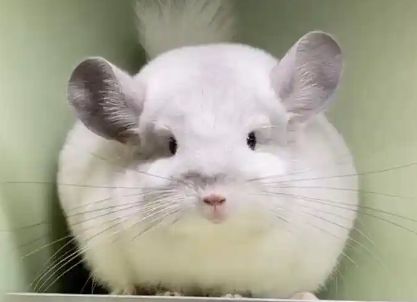 银斑龙猫的有趣行为习惯解析,趣味十足!