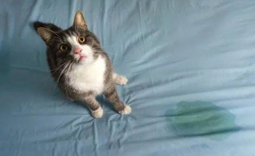 猫咪为何乱尿?宠物行为解析