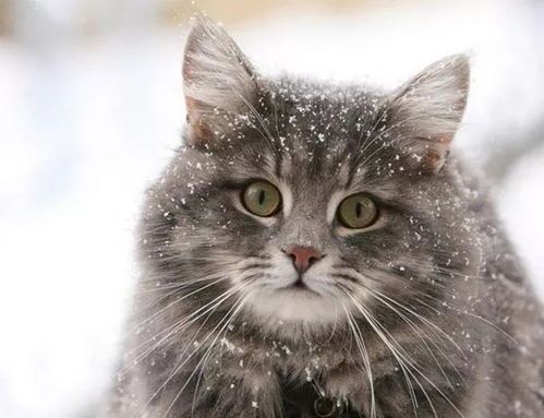 猫咪兔子行为解析:宠物行为之谜