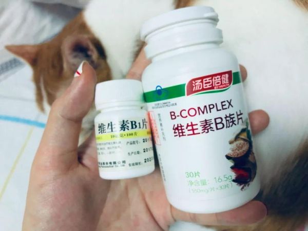 自制猫饭需要添加什么营养素?营养均衡的猫饭制作方法