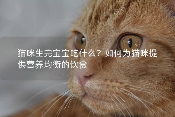 猫咪生完宝宝吃什么?如何为猫咪提供营养均衡的饮食