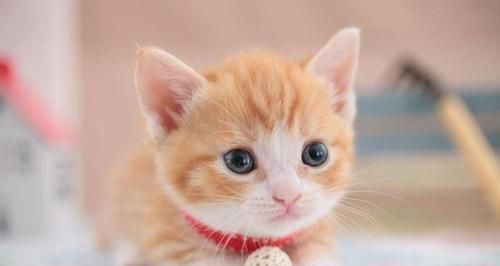 刚出生小猫的饮食需求(宠物主人必须知道的喂养指南)