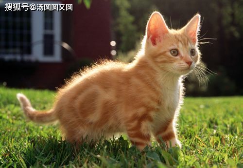 小猫每月蛋黄量:适量为主,不宜过多。