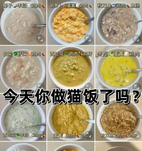 猫咪营养饭搭配什么猫粮?如何确保营养均衡?