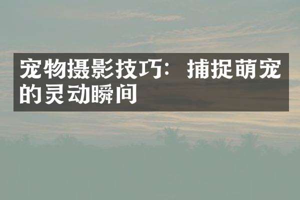 宠物摄影技巧:捕捉萌宠的灵动瞬间