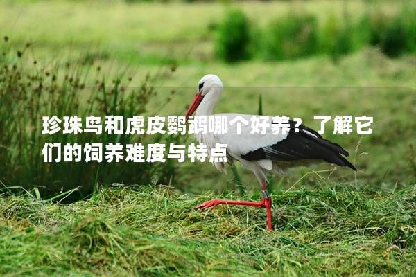 珍珠鸟和虎皮鹦鹉哪个好养?了解它们的饲养难度与特点