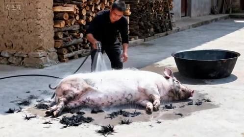 高压水枪威力有多大?黑猪秒变白猪,镜头拍下洗白全过程