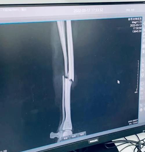 幼犬骨折康复时间解析(骨折康复的关键因素及幼犬骨折恢复的时间预估)