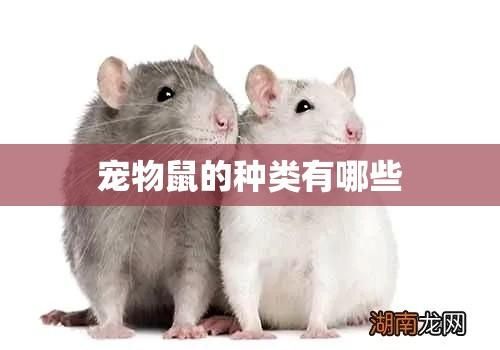 宠物鼠的种类有哪些