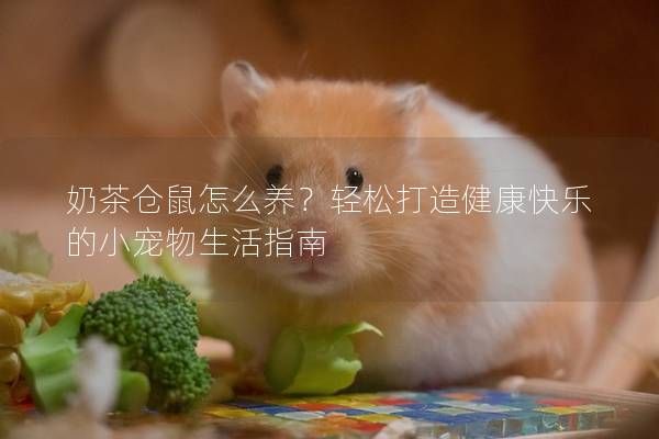 奶茶仓鼠怎么养?轻松打造健康快乐的小宠物生活指南