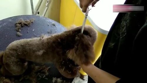 宠物美容视频:如何让你的宠物变身萌萌哒?宠物美容DIY教程分享