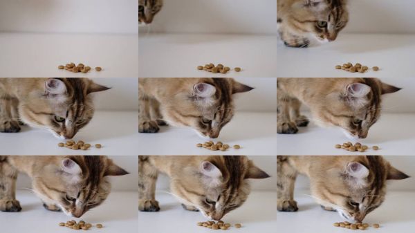 特写小猫吃含维生素的猫粮,动物药丸。宠物的药物和维生素,健康营养。消化系统。