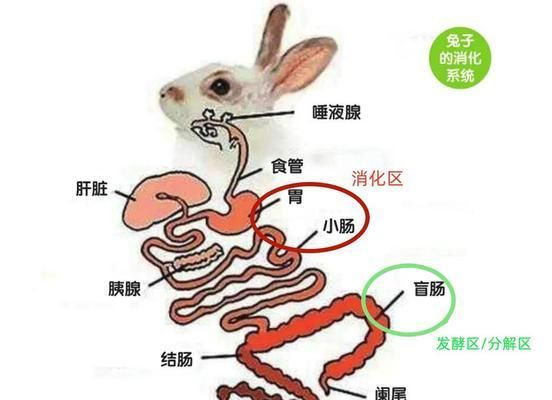 兔子拉又小又软便便的处理和治疗方法(兔子的消化问题及正确的处理方法)