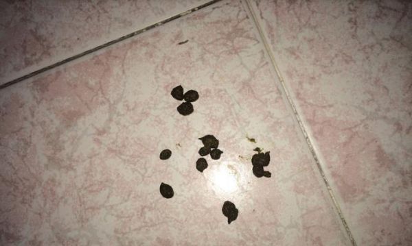 兔子拉又小又软便便的处理和治疗方法(兔子的消化问题及正确的处理方法)