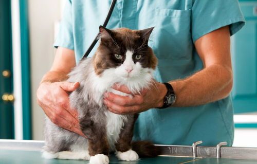 新生小猫便便特点及养护须知