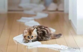 新生小猫便便特点及养护须知