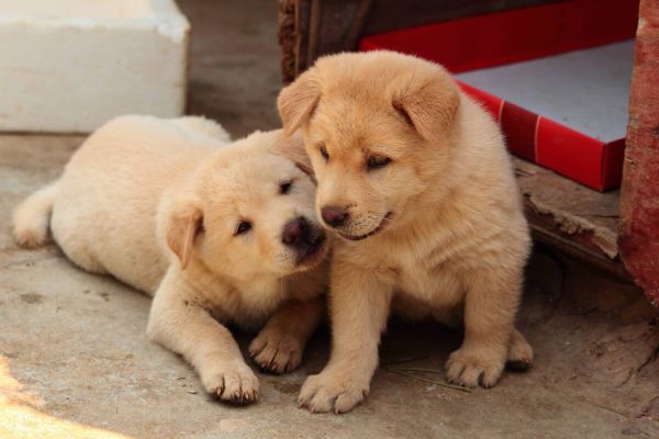 幼犬胃肠道疾病的治疗细节