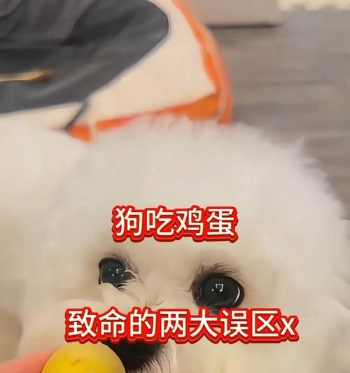 宠物吃鸡蛋的正确方式(蛋黄与蛋清的区别以及如何正确喂养宠物狗)