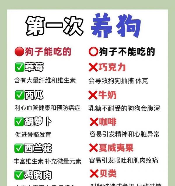 宠物吃鸡蛋的正确方式(蛋黄与蛋清的区别以及如何正确喂养宠物狗)