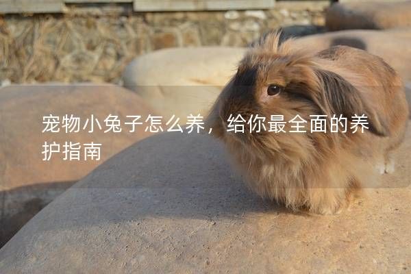 宠物小兔子怎么养,给你最全面的养护指南