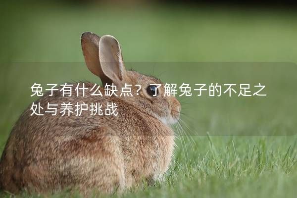 兔子有什么缺点?了解兔子的不足之处与养护挑战