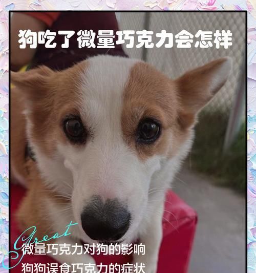 如何确定狗狗每天的饮食频率和饱食度？（掌握狗狗饮食规律，确保健康成长）