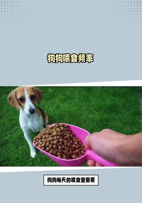 小狗的饮食频率与喂养时间（了解小狗半个月喂食的最佳时间间隔及注意事项）