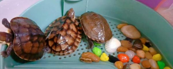 乌龟的耐饥饿能力如何，耐饥饿能力非常强