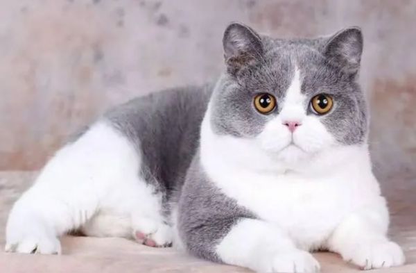 各个品种猫咪的价格，你知道吗？