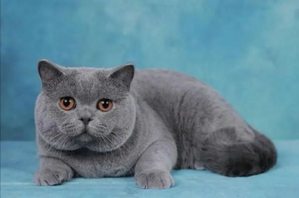 各个品种猫咪的价格，你知道吗？