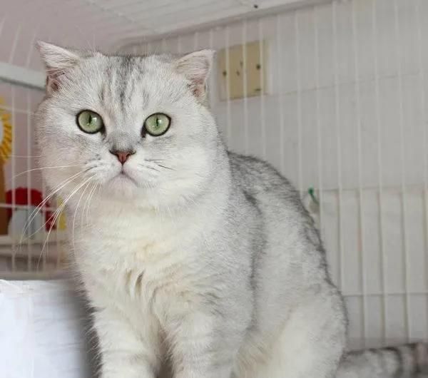 各个品种猫咪的价格，你知道吗？