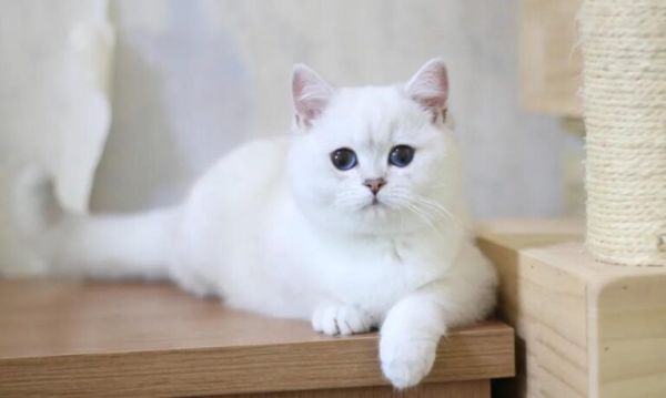 各个品种猫咪的价格，你知道吗？