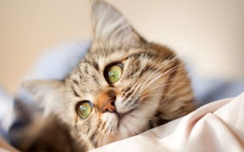 猫咪换主人会难过吗（猫咪换主人多久会适应）