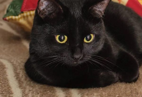 各个品种猫咪的价格，你知道吗？