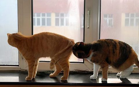 猫屁股总是臭臭的（猫咪屁股臭原因）