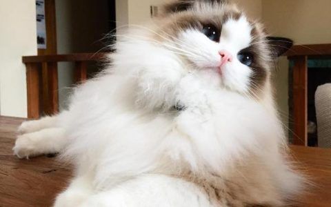 猫咪尿血是怎么回事（猫尿血原因与治疗方法）