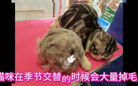为什么猫咪会大量掉毛？原因有五