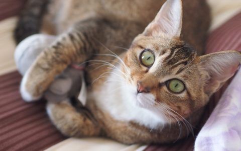 公猫不做绝育可以吗（盘点公猫不做绝育 3 大危害）