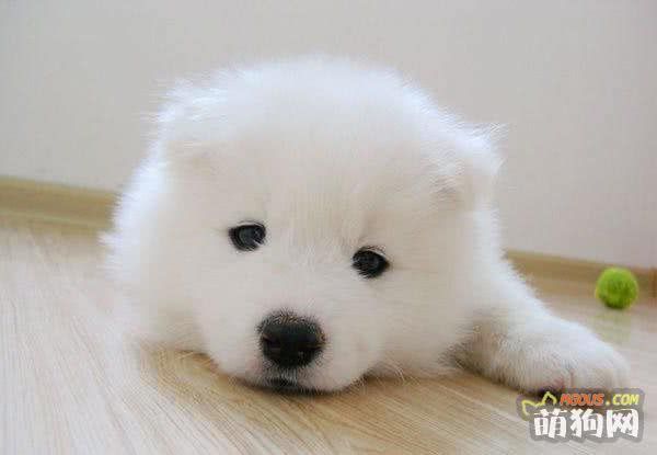 春季养狗要注意什么,梅雨季节养狗要注意哪些问题