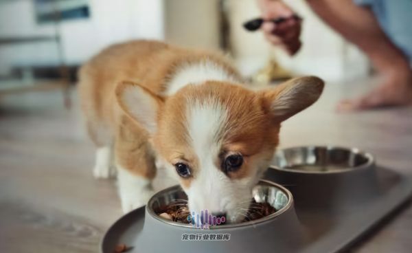 狗狗进食障碍的表现