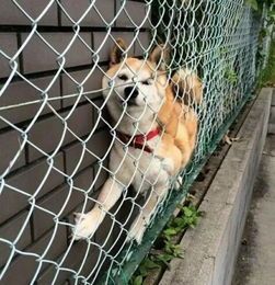 柴犬咬人原因揭秘:宠物行为背后的科学解释!